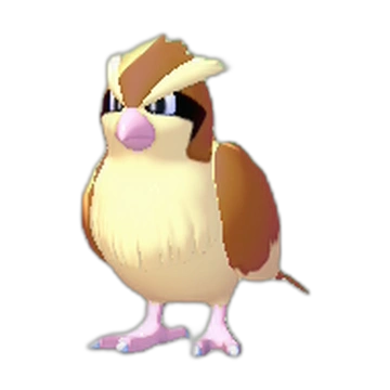 Pidgey